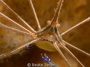 Arrowcrab by Beate Seiler 